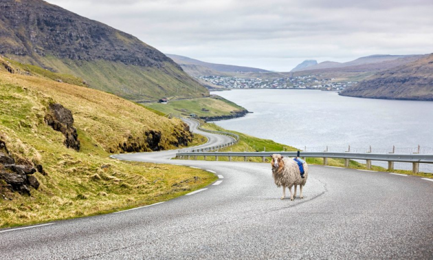 1 large Sheep View Is Faroe Islands Answer To Googles Street View