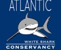 Sharktivity: The App That Notifies You Of Sharks Near The Beach