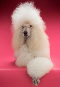 2 medium Google Engineers Discover a Poodle flaw in Web Encryption Standard Dont Use Public WiFi