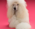 Google Engineers Discover a 'Poodle' flaw in Web Encryption Standard: Don't Use Public Wi-Fi