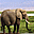 Elephants Free Screensaver 1.0 32x32 pixels icon