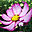Nice Flowers Free Screensaver 1.0.1 32x32 pixels icon