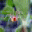 Spider Phobia Screensaver 1 32x32 pixels icon