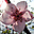  32x32 pixels icon