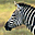 Zebras Free Screensaver 1.0 32x32 pixels icon