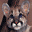 Free National Geographic Screensaver 1.0 32x32 pixels icon