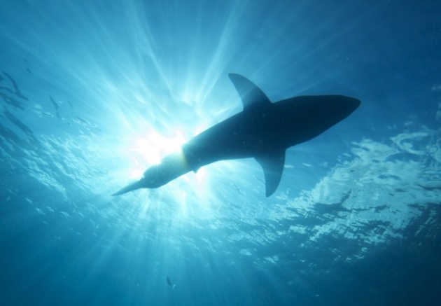 2 large Sharktivity The App That Notifies You Of Sharks Near The Beach