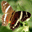 Altarsoft Photo Editor 1.51 32x32 pixels icon