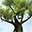 Amazing Tree Free Screensaver 2.0.2 32x32 pixels icon