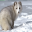 Artic Fox Screensavers Icon