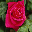Beautiful Roses DesktopFun Screensa... 3.0 32x32 pixels icon