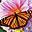 Butterflies of the World Screen Saver and Wallpaper 3.3 32x32 pixels icon
