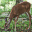 Cades Cove Scenes Screensaver Icon