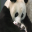 Cute Panda Screensavers 1.0 32x32 pixels icon