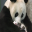 Cute Panda Screensavers 1.0 Cute Panda Screensavers 1.0 32x32 pixels icon