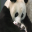 Cute Panda Screensavers Icon