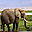 Elephants Free Screensaver 2.0.2 32x32 pixels icon