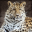Exotic Leopard Screensavers Icon