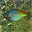 Fish Aqua 3D Screensaver 1.51.6 32x32 pixels icon