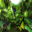 Forest Butterflies 3D 1.0 32x32 pixels icon