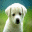 Morpheus Photo Animation Suite Mac 3.17 32x32 pixels icon