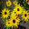 Petals in the Wind 1.0 32x32 pixels icon