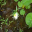 Ravenhurst Sampler 1.0 32x32 pixels icon