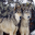 Sneaky Wolf Screensavers 1.0 32x32 pixels icon