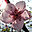 Spring Flourish Free Screensaver 2.0.2 32x32 pixels icon