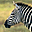 Zebras Free Screensaver Icon
