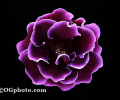 Flowers Screen Saver and Wallpaper Screenshot 0