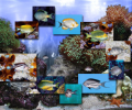FP :: Amazing 3D Aquarium ADD-on  :: Genicanthus Fish Pack Screenshot 0