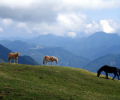 Majestic Horses Screensaver Screenshot 0