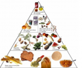 Food Pyramid Animated Diete Screen Saver Screenshot 0