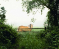 Horse in the Mist [AD] Screenshot 0