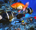 free 3D Aqua Screensaver Screenshot 0