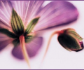 Flowers Edinburgh Screenshot 0