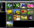 ACDSee Picture Frame Manager Screenshot 0