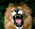 Ferocious Lion  Screensavers Screenshot 0