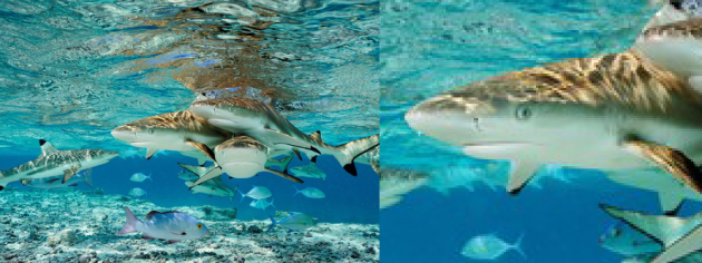 1 large How Image Resizing Works And How To Magnify Images Without Significant Quality Loss 1 large How Image Resizing Works And How To Magnify Images Without Significant Quality Loss