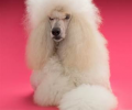Google Engineers Discover a 'Poodle' flaw in Web Encryption Standard: Don't Use Public Wi-Fi Google Engineers Discover a 'Poodle' flaw in Web Encryption Standard: Don't Use Public Wi-Fi