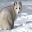 Artic Fox Screensavers 1.0 Artic Fox Screensavers 1.0 32x32 pixels icon