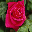 Beautiful Roses DesktopFun Screensa... 3.0 Beautiful Roses DesktopFun Screensa... 3.0 32x32 pixels icon