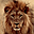 Lions Free Screensaver 2.0.2.7 32x32 pixels icon