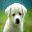 Morpheus Photo Animation Suite Mac 3.17 Morpheus Photo Animation Suite Mac 3.17 32x32 pixels icon