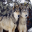 Sneaky Wolf Screensavers 1.0 Sneaky Wolf Screensavers 1.0 32x32 pixels icon