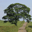 Free Trees Screensaver 1.0 Free Trees Screensaver 1.0 32x32 pixels icon